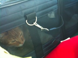 Buster in carrier