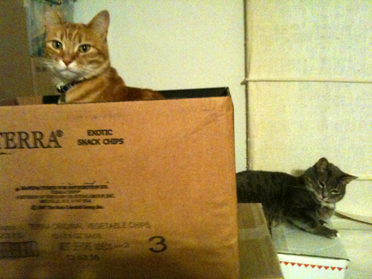 Buster and Nikkyo on the boxes
