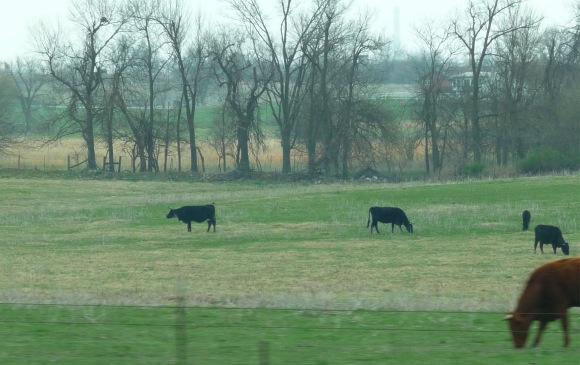 Missouri cows