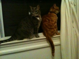 Nikkyo & Buster in office window