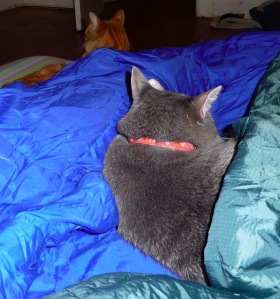 Nikkyo & Buster on airbed